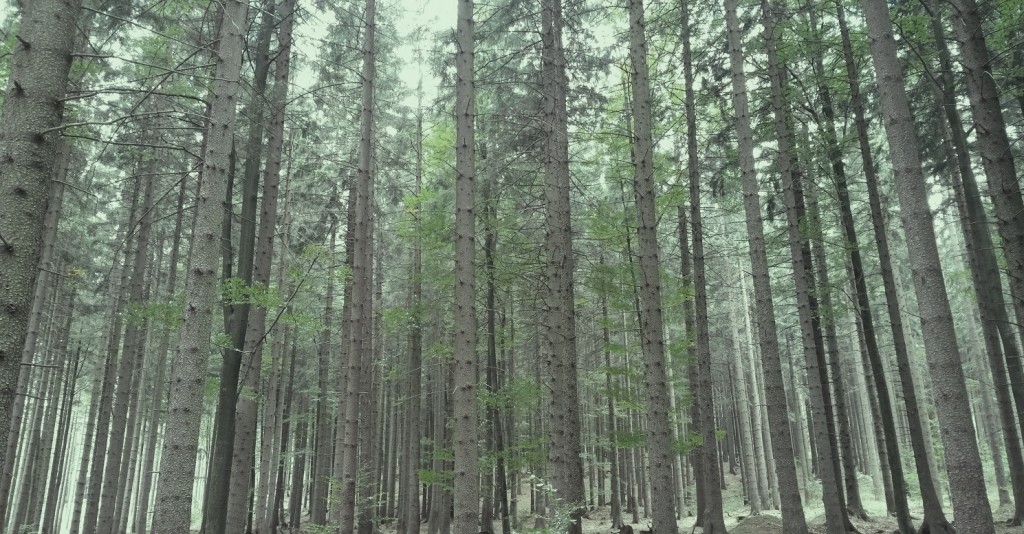 cesta lesem